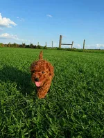 AKC Apple Girl, a female Poodle - Toy  for sale in Arcadia, FL – 8 of 10