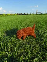 AKC Crimson boy, a male Poodle - Toy  for sale in Arcadia, FL – 8 of 10