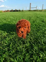 AKC Apple Girl, a female Poodle - Toy  for sale in Arcadia, FL – 7 of 10