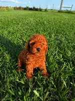 AKC Apple Girl, a female Poodle - Toy  for sale in Arcadia, FL – 1 of 10