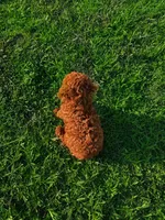 AKC Apple Girl, a female Poodle - Toy  for sale in Arcadia, FL – 10 of 10