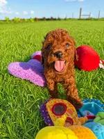 AKC Copper Boy, a male Poodle - Toy  for sale in Arcadia, FL – 2 of 6