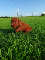AKC Crimson boy, a male Poodle - Toy  for sale in Arcadia, FL – 6 of 10