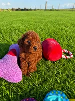 AKC Copper Boy, a male Poodle - Toy  for sale in Arcadia, FL – 3 of 6