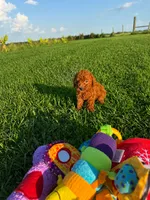AKC Copper Boy, a male Poodle - Toy  for sale in Arcadia, FL – 6 of 6