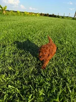 AKC Crimson boy, a male Poodle - Toy  for sale in Arcadia, FL – 10 of 10