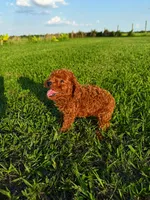 AKC Apple Girl, a female Poodle - Toy  for sale in Arcadia, FL – 6 of 10