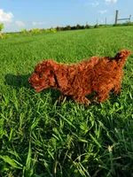 AKC Crimson boy, a male Poodle - Toy  for sale in Arcadia, FL – 4 of 10