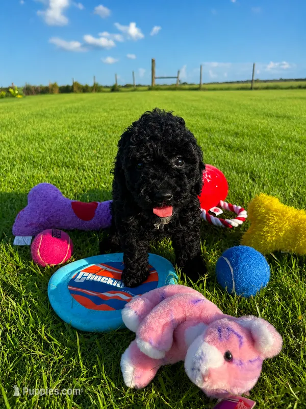 Sunny boy – Poodle - Toy  puppy for sale in Arcadia, FL