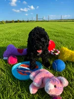 Sunny boy, a male Poodle - Toy  for sale in Arcadia, FL – 1 of 1