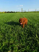 AKC Crimson boy, a male Poodle - Toy  for sale in Arcadia, FL – 7 of 10