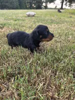 Dabble Black & Dabble, a female Miniature Dachshund for sale in Jacksonville, TX – 8 of 8