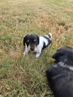 Black & White Piebald, a male Miniature Dachshund for sale in Jacksonville, TX – 5 of 8