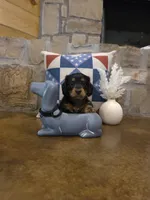Dabble Black & Dabble, a male Miniature Dachshund for sale in Jacksonville, TX – 6 of 9