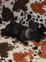 Dabble Black & Dabble, a male Miniature Dachshund for sale in Jacksonville, TX – 9 of 9