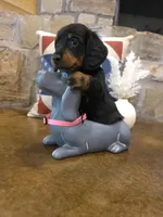 Dabble Black & Dabble, a female Miniature Dachshund for sale in Jacksonville, TX – 5 of 8