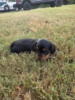 Dabble Black & Dabble, a male Miniature Dachshund for sale in Jacksonville, TX – 4 of 9