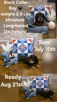 Dabble Black & Dabble, a male Miniature Dachshund for sale in Jacksonville, TX – 5 of 9