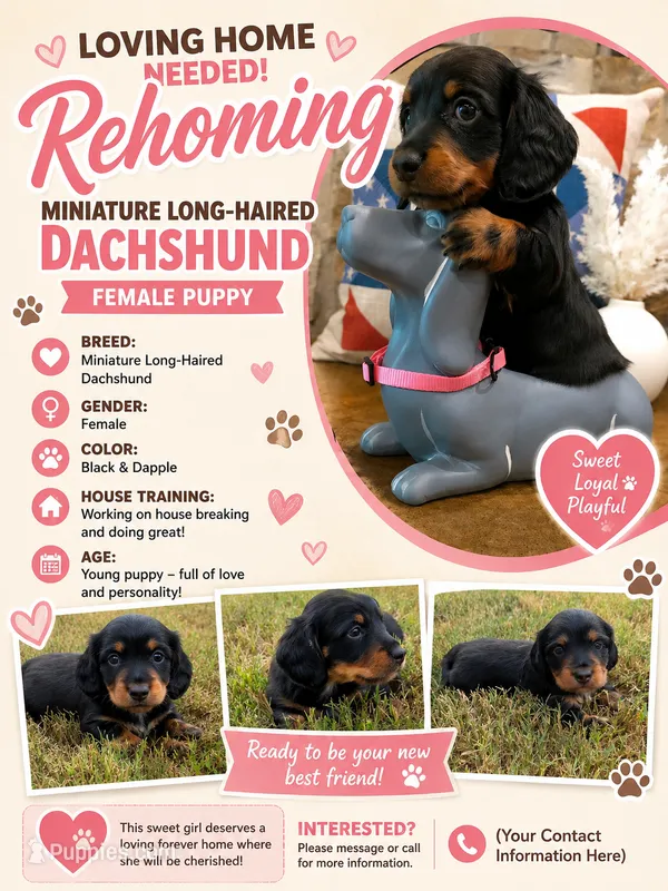 Dabble Black & Dabble – Miniature Dachshund puppy for sale in Jacksonville, TX