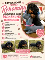 Dabble Black & Dabble, a female Miniature Dachshund for sale in Jacksonville, TX – 2 of 8
