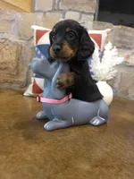 Dabble Black & Dabble, a female Miniature Dachshund for sale in Jacksonville, TX – 1 of 8