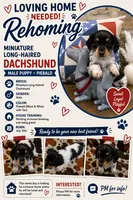 Black & White Piebald, a male Miniature Dachshund for sale in Jacksonville, TX – 8 of 8