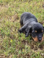 Dabble Black & Dabble, a female Miniature Dachshund for sale in Jacksonville, TX – 3 of 8