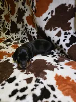 Dabble Black & Dabble, a female Miniature Dachshund for sale in Jacksonville, TX – 7 of 8