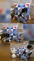 Black & White Piebald, a male Miniature Dachshund for sale in Jacksonville, TX – 4 of 8