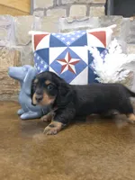 Dabble Black & Dabble, a male Miniature Dachshund for sale in Jacksonville, TX – 7 of 9