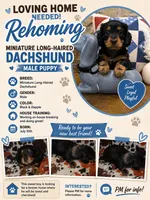 Dabble Black & Dabble, a male Miniature Dachshund for sale in Jacksonville, TX – 2 of 9