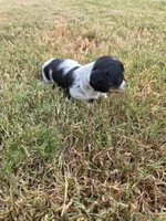 Black & White Piebald, a male Miniature Dachshund for sale in Jacksonville, TX – 6 of 8