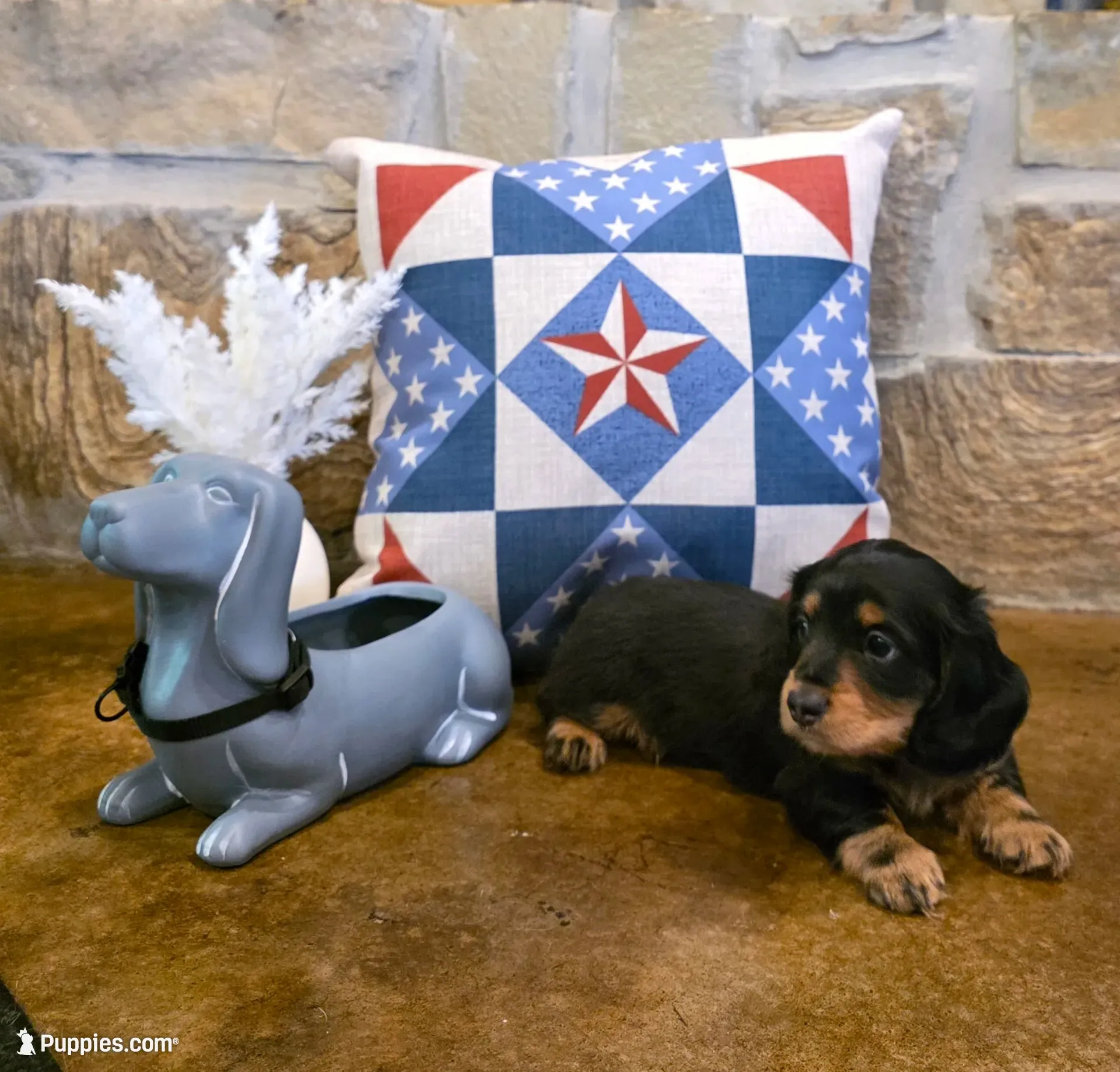Dabble Black & Dabble, a male Miniature Dachshund for sale in Jacksonville, TX – 1 of 9