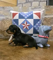 Dabble Black & Dabble, a female Miniature Dachshund for sale in Jacksonville, TX – 6 of 8