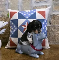 Black & White Piebald, a male Miniature Dachshund for sale in Jacksonville, TX – 3 of 8