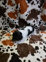 Black & White Piebald, a male Miniature Dachshund for sale in Jacksonville, TX – 7 of 8