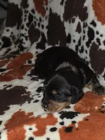 Dabble Black & Dabble, a male Miniature Dachshund for sale in Jacksonville, TX – 8 of 9