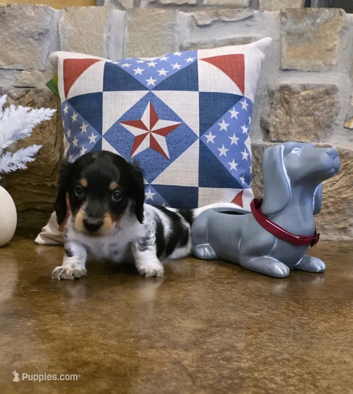Black & White Piebald – Miniature Dachshund puppy for sale in Jacksonville, TX