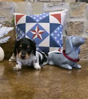 Black & White Piebald, a male Miniature Dachshund for sale in Jacksonville, TX – 1 of 8