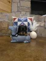 Dabble Black & Dabble, a male Miniature Dachshund for sale in Jacksonville, TX – 3 of 9
