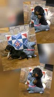 Dabble Black & Dabble, a female Miniature Dachshund for sale in Jacksonville, TX – 4 of 8