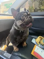 Coco , a female French Bulldog for sale in Bridgewater, NJ – 1 of 3