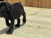 Sprinkles , a female Boerboel for sale in Bridgewater, NJ – 2 of 6