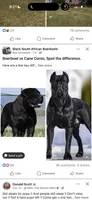 Amber , a female Cane Corso and Boerboel for sale in Bridgewater, NJ – 6 of 6