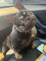 Coco , a female French Bulldog for sale in Bridgewater, NJ – 2 of 3