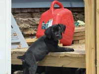 Sprinkles , a female Boerboel for sale in Bridgewater, NJ – 5 of 6