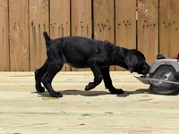 Amber , a female Cane Corso and Boerboel for sale in Bridgewater, NJ – 3 of 6