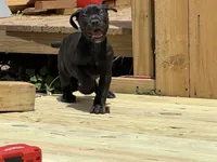Sprinkles , a female Boerboel for sale in Bridgewater, NJ – 6 of 6