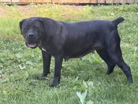 Amber , a female Cane Corso and Boerboel for sale in Bridgewater, NJ – 5 of 6