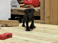 Sprinkles , a female Boerboel for sale in Bridgewater, NJ – 4 of 6
